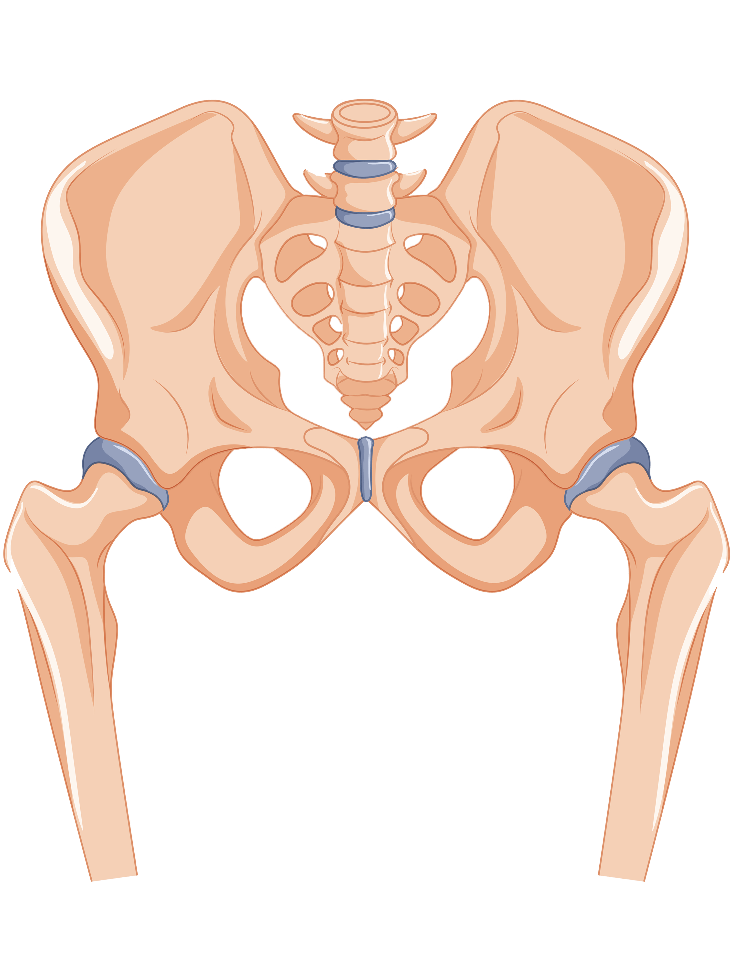 hip and knee bones