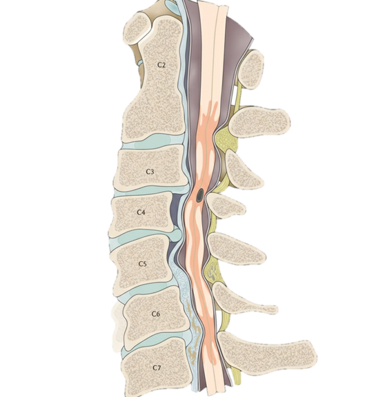 Lumbar Disc Degeneration